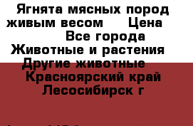 Ягнята мясных пород живым весом.  › Цена ­ 125 - Все города Животные и растения » Другие животные   . Красноярский край,Лесосибирск г.